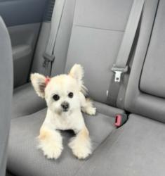 Lost Female Dog last seen 144th dante , Dolton, IL 60419