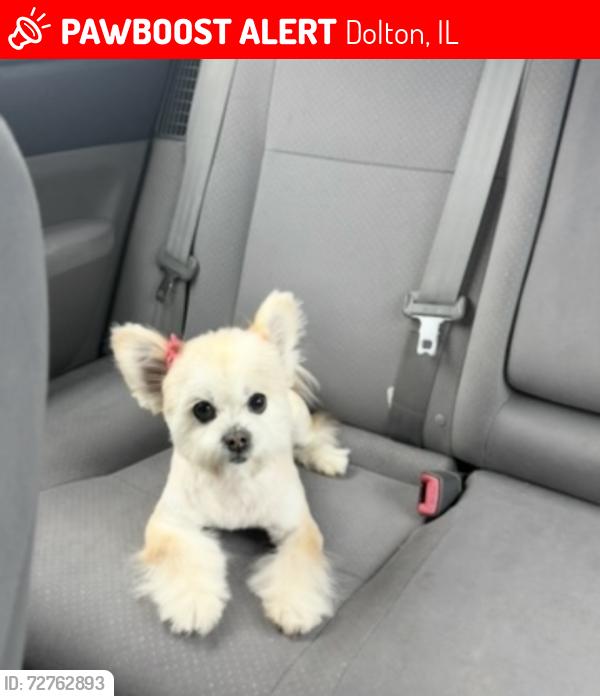Lost Female Dog last seen 144th dante , Dolton, IL 60419