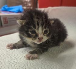 Shelter Stray Male Cat last seen S Chestnut Ave & E Central Ave, Fresno Zone Fresno CO 1A 93725, CA, Fresno, CA 93706