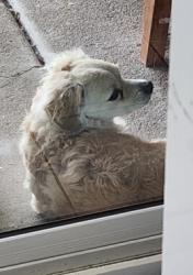 Lost Male Dog last seen 7th st and broadway, Phoenix, AZ 85040