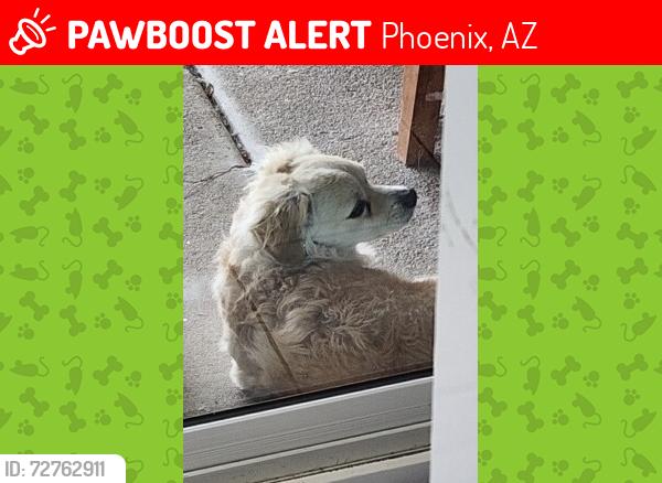 Lost Male Dog last seen 7th st and broadway, Phoenix, AZ 85040