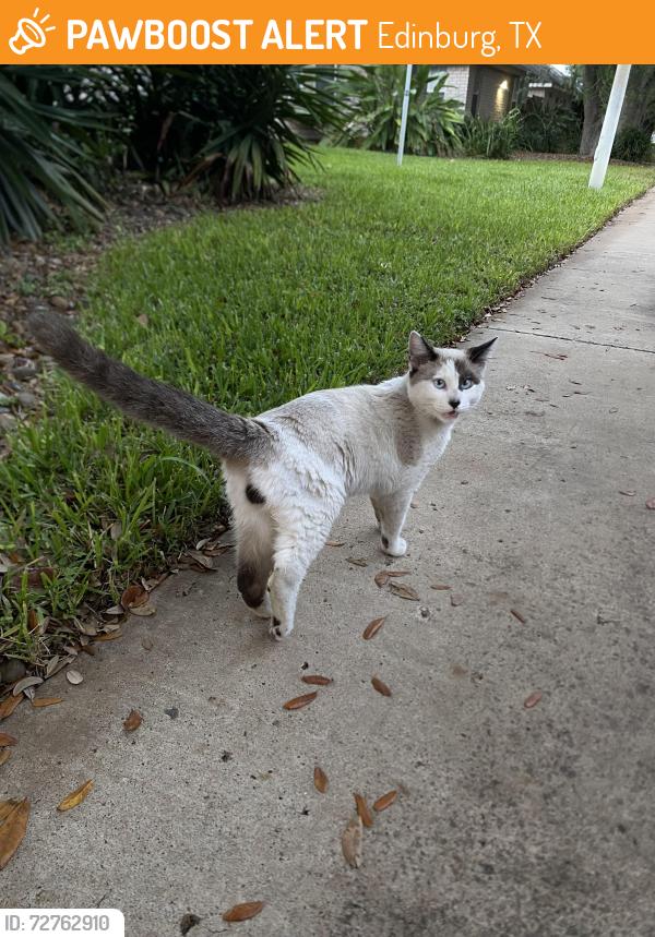 Found/Stray Male Cat last seen Agua Fine Ave Edinburg Tx near University Dr on Jackson, Edinburg, TX 78541