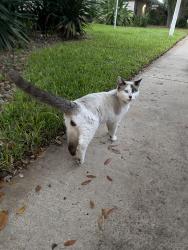 Found/Stray Male Cat last seen Agua Fine Ave Edinburg Tx near University Dr on Jackson, Edinburg, TX 78541