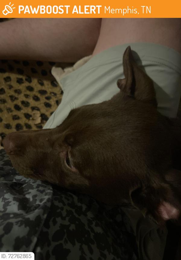 Found/Stray Male Dog last seen park and cherry, Memphis, TN 38117