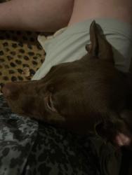 Found/Stray Male Dog last seen park and cherry, Memphis, TN 38117