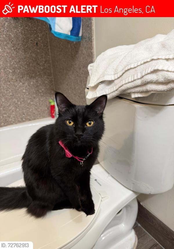 Lost Female Cat last seen Near Lindley , Los Angeles, CA 91326