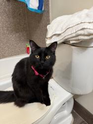 Lost Female Cat last seen Near Lindley , Los Angeles, CA 91326