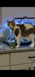 Lost Male Cat last seen Olive street Winchester CA, Winchester, CA 92596