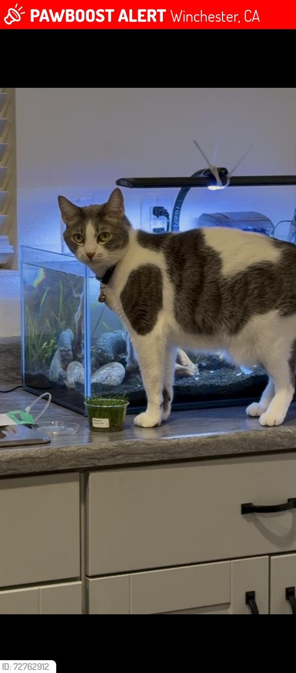 Lost Male Cat last seen Olive street Winchester CA, Winchester, CA 92596