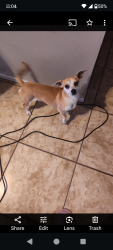 Lost Female Dog last seen Bowens crossing , San Antonio, TX 78250