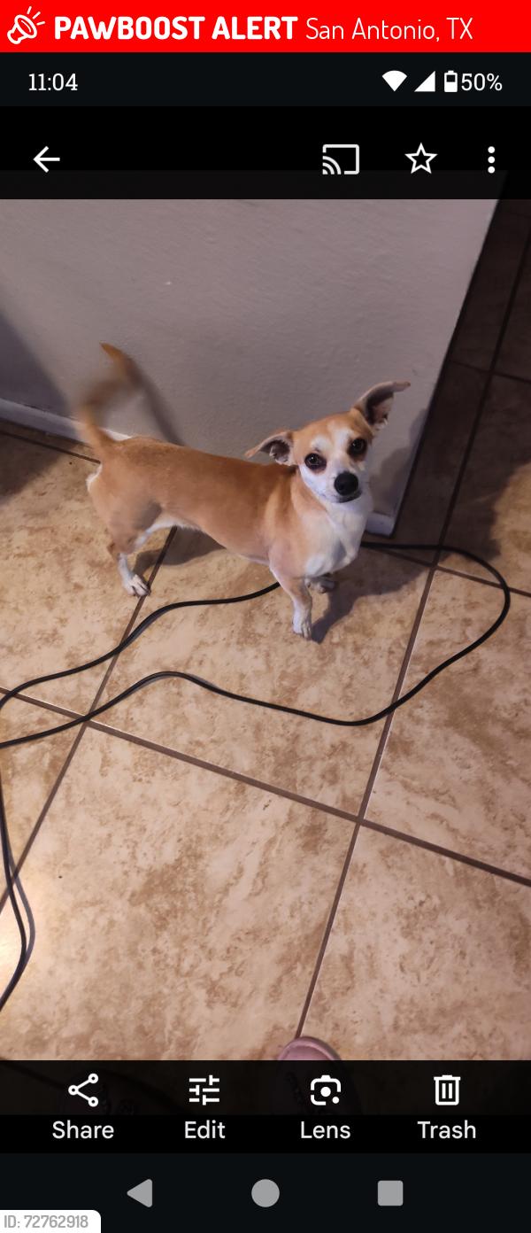 Lost Female Dog last seen Bowens crossing , San Antonio, TX 78250