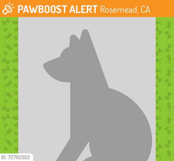 Found/Stray Unknown Dog last seen Ellis Ln & Temple City Blvd, Rosemead, CA 91770, USA, Rosemead, CA 91770