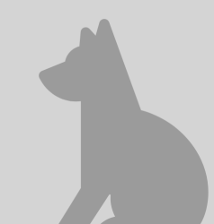 Found/Stray Unknown Dog last seen Ellis Ln & Temple City Blvd, Rosemead, CA 91770, USA, Rosemead, CA 91770
