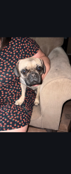 Found/Stray Female Dog last seen 47th and R8 East Palmdale ca, Palmdale, CA 93552