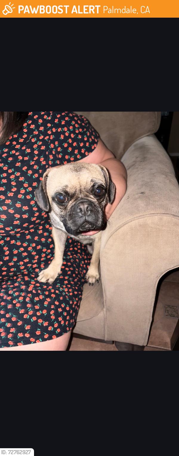 Found/Stray Female Dog last seen 47th and R8 East Palmdale ca, Palmdale, CA 93552