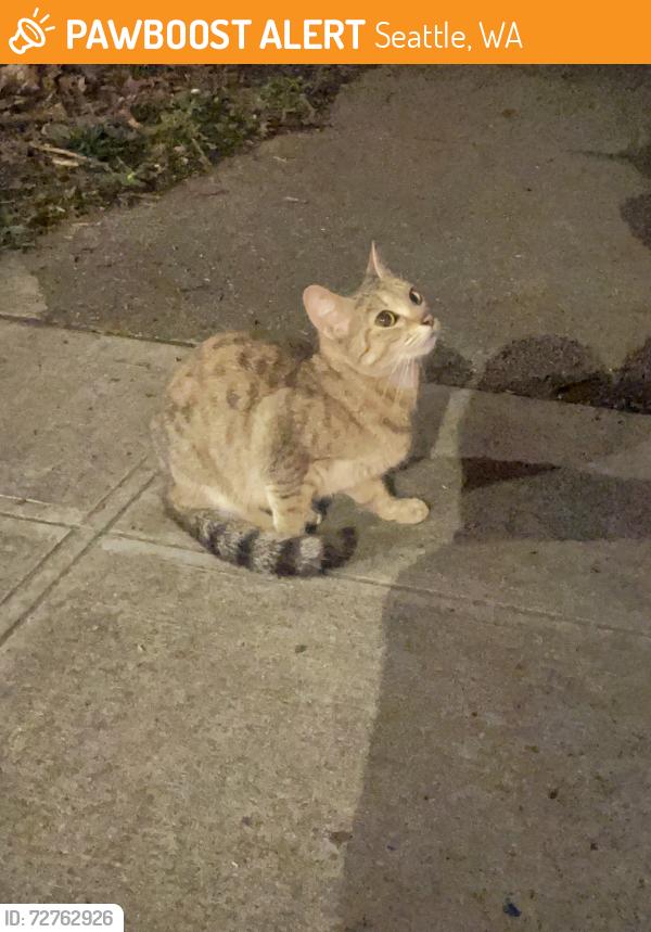 Found/Stray Unknown Cat last seen Near NW 64th St, Seattle, WA 98107