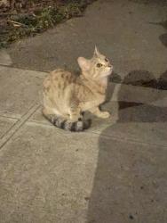 Found/Stray Unknown Cat last seen Near NW 64th St, Seattle, WA 98107