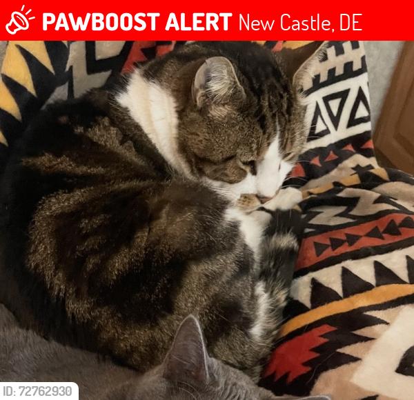 Lost Male Cat last seen Clark’s corner rd, New Castle, DE 19720
