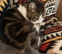 Lost Male Cat last seen Clark’s corner rd, New Castle, DE 19720