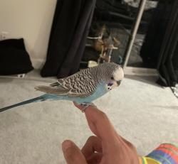Lost Male Bird last seen Winchester St & Evergreen Ave, Daly City, CA 94014