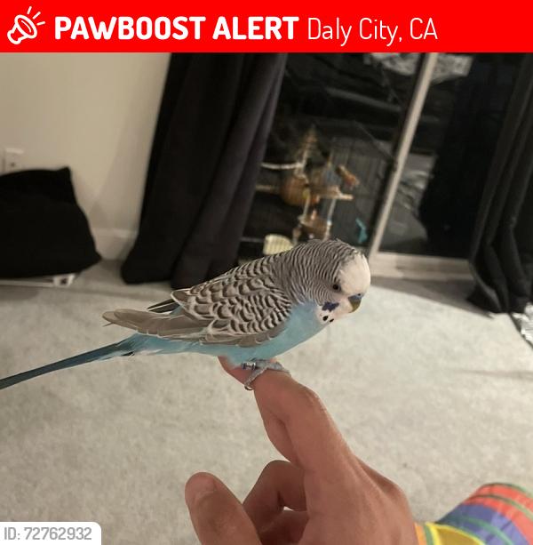 Lost Male Bird last seen Winchester St & Evergreen Ave, Daly City, CA 94014