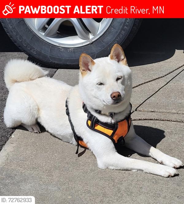 Lost Male Dog last seen Webster court, Credit River, MN 55372