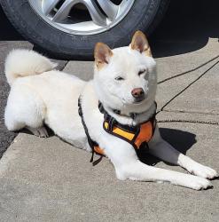 Lost Male Dog last seen Webster court, Credit River, MN 55372