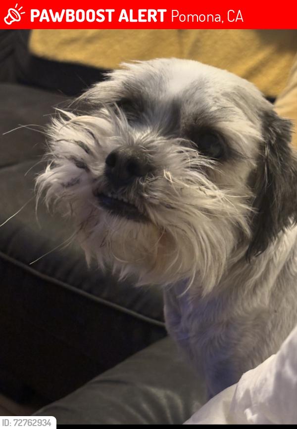 Lost Male Dog last seen Housing behind Ganesha High, Pomona, CA 91768