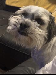Lost Male Dog last seen Housing behind Ganesha High, Pomona, CA 91768