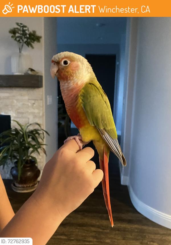 Found/Stray Unknown Bird last seen Auld and Pourroy , Winchester, CA 92596