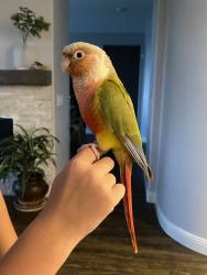Found/Stray Unknown Bird last seen Auld and Pourroy , Winchester, CA 92596