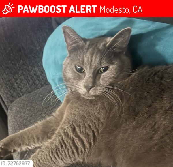 Lost Male Cat last seen Rosemore Ave, Modesto, CA 95358