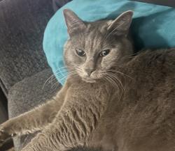 Lost Male Cat last seen Rosemore Ave, Modesto, CA 95358