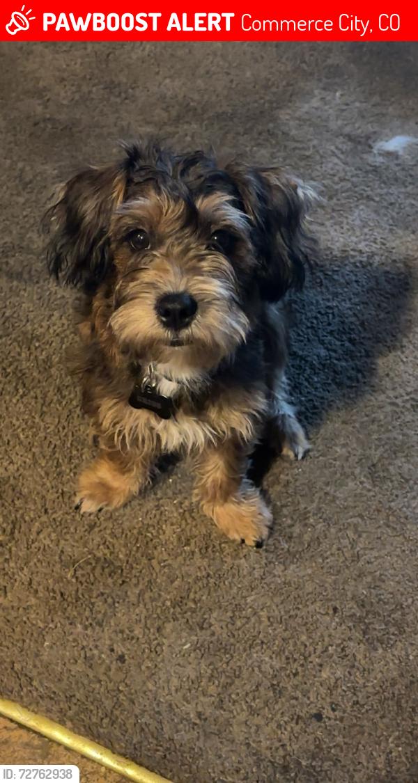 Lost Male Dog last seen Roslyn st and 80th ave , Commerce City, CO 80022