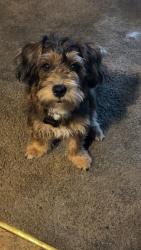 Lost Male Dog last seen Roslyn st and 80th ave , Commerce City, CO 80022