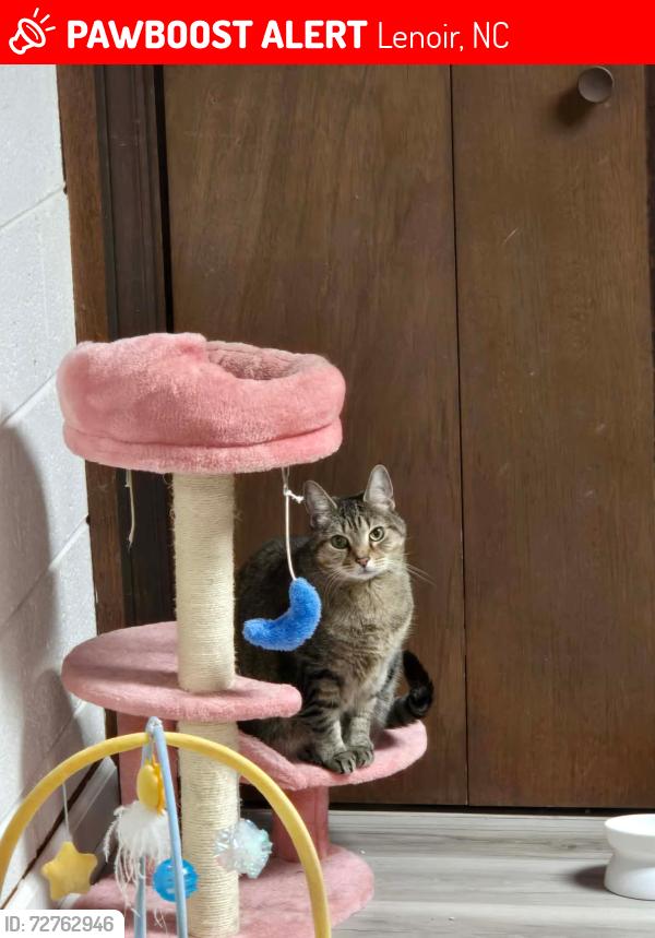 Lost Female Cat last seen rooster bush, STAT, Lenoir fairgrounds , Lenoir, NC 28645