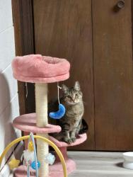 Lost Female Cat last seen rooster bush, STAT, Lenoir fairgrounds , Lenoir, NC 28645