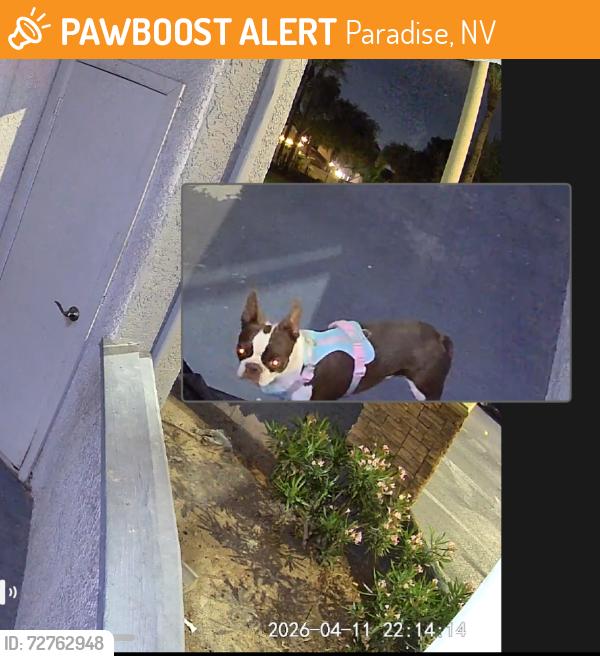 Found/Stray Male Dog last seen San Rafael and mountain vista , Paradise, NV 89120