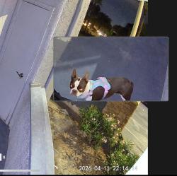 Found/Stray Male Dog last seen San Rafael and mountain vista , Paradise, NV 89120