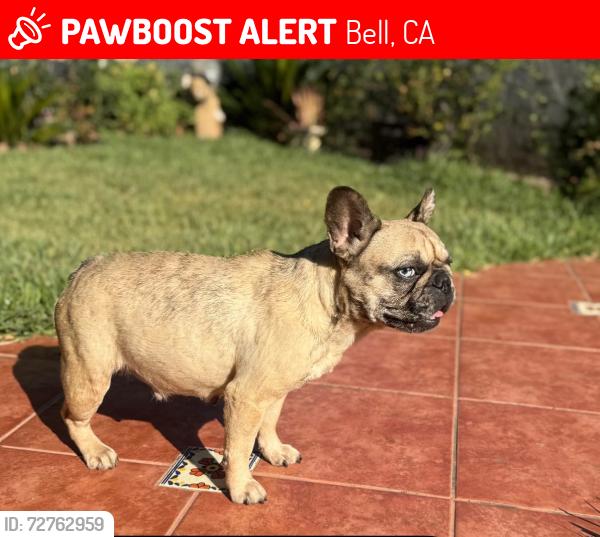 Lost Female Dog last seen Location, Bell, CA 90201