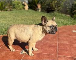 Lost Female Dog last seen Location, Bell, CA 90201
