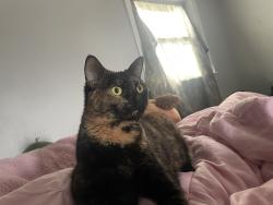 Lost Female Cat last seen Mt Rose, York, PA 17403