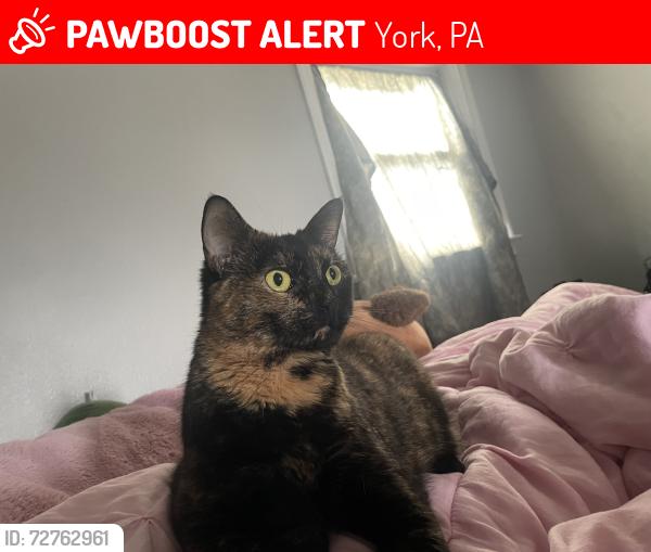 Lost Female Cat last seen Mt Rose, York, PA 17403