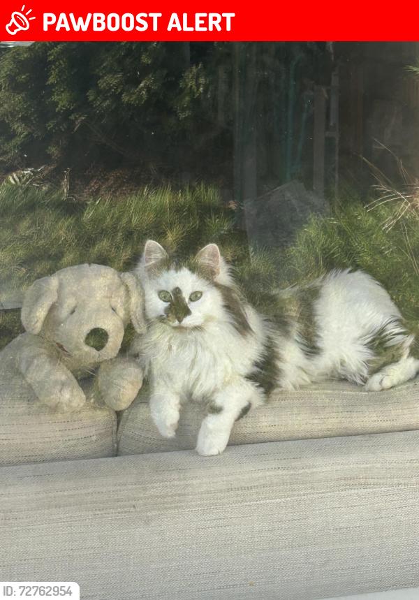 Lost Male Cat last seen Rathfriland Road Newry, Newry, Mourne and Down, Northern Ireland BT34 1AB