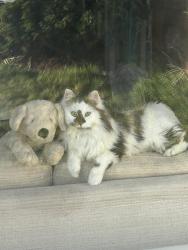 Lost Male Cat last seen Rathfriland Road Newry, Newry, Mourne and Down, Northern Ireland BT34 1AB