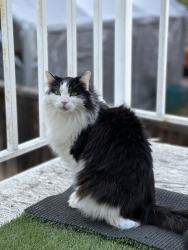 Lost Male Cat last seen Promenade and Brittany Drive, Corona, CA 92879