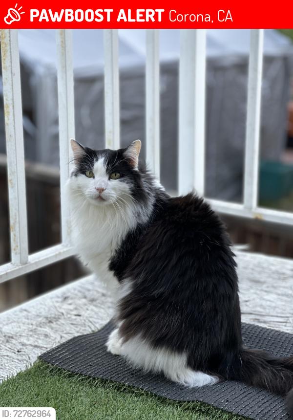 Lost Male Cat last seen Promenade and Brittany Drive, Corona, CA 92879