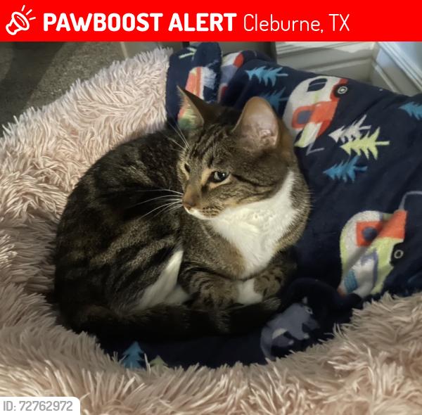 Lost Male Cat last seen Wolf Creek, Cleburne, TX 76033
