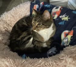 Lost Male Cat last seen Wolf Creek, Cleburne, TX 76033