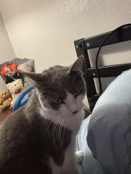 Reunited Female Cat last seen  Cheryl ln apmts , Valley Park, MO 63088